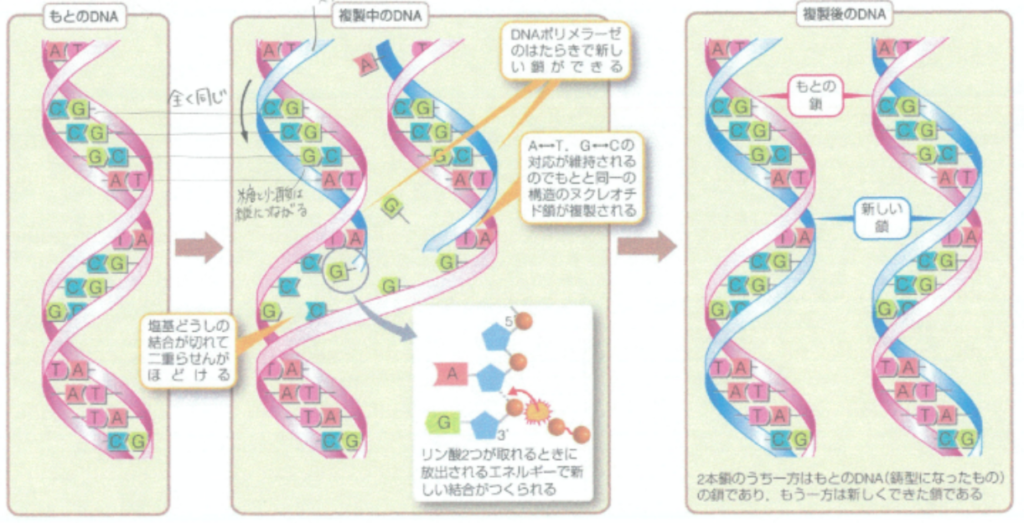 Dna 作られ方 – Dna組み換え技術 , DNAの構造を徹底解説!~塩基の種類から発見の歴史まで~ – OQGE