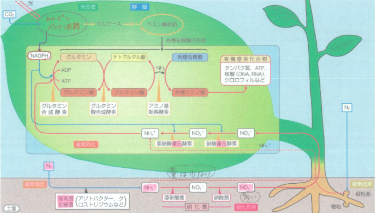 窒素の利用例: 窒素 使用例 – OTZF
