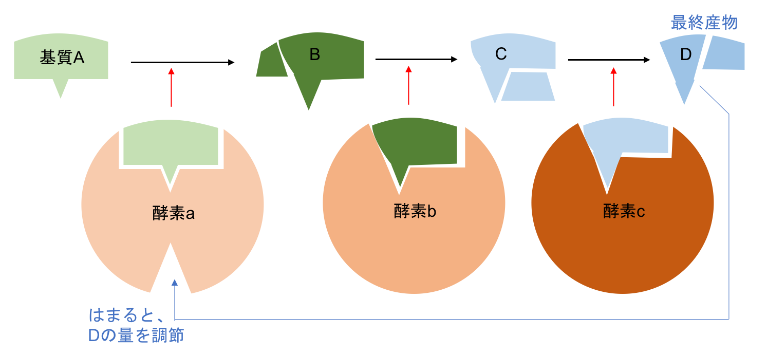 酵素阻害物質例 | 酵素 阻害 種類 _ 第11回 「ちょっとひとやすみ 酵素阻害物質」 – FJMJO