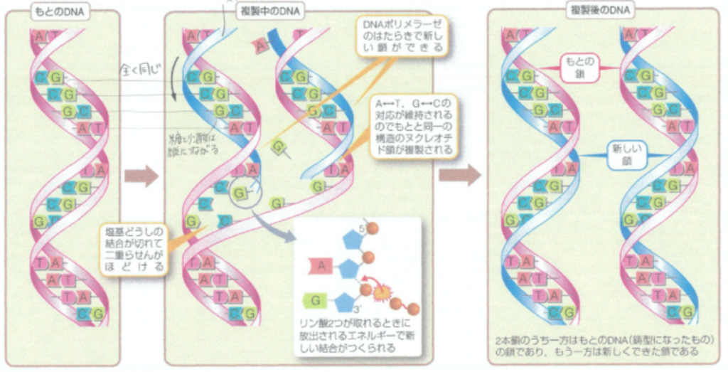 DNAの複製の過程
